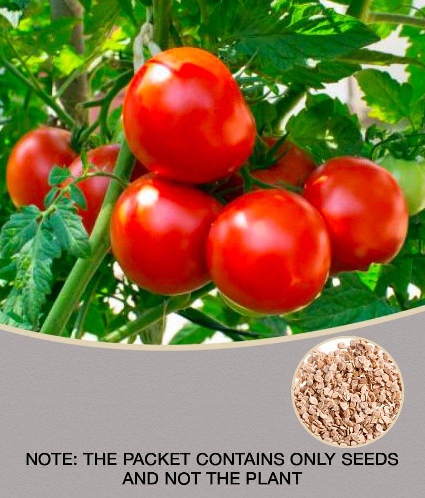 Tomato hybrid 100 seeds high germination seeds with instruction manual     			Tomato hybrid 100 seeds high germination seeds with instruction manual