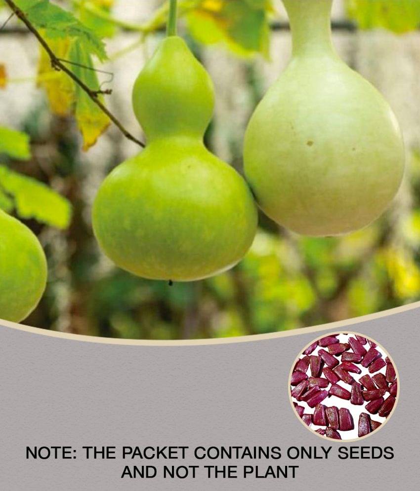     			Bottle gourd round pack of 15seeds