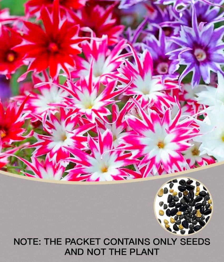     			Phlox mix varietry flower 40 seeds pack with 100 gm cocopeat snd user manual
