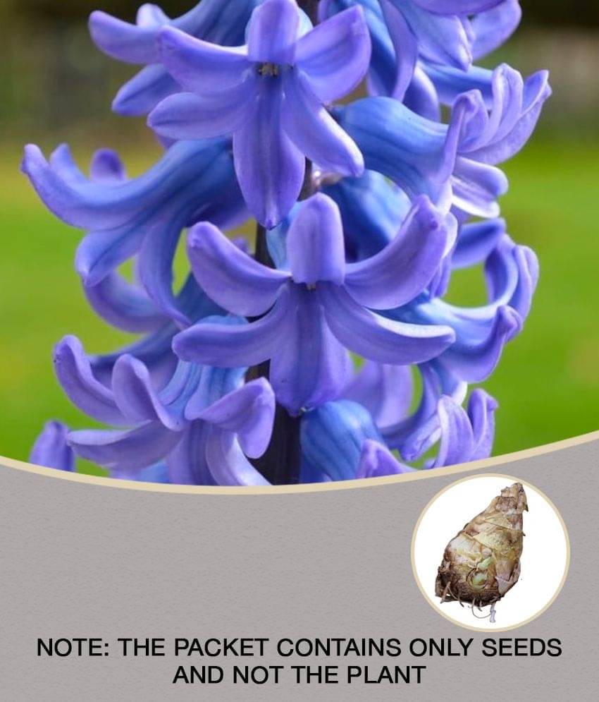 homeagro -Rajnigandha - Tube rose double flowering (10 Bulbs- seed mix colour)     			homeagro -Rajnigandha - Tube rose double flowering (10 Bulbs- seed mix colour)