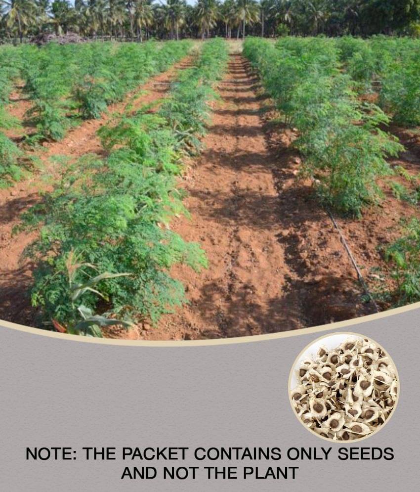     			Dwarf Hybrid Drumstick Moringa Oleifera Short Dwarf Variety Vegetable Seeds Pack Of 15 Seeds