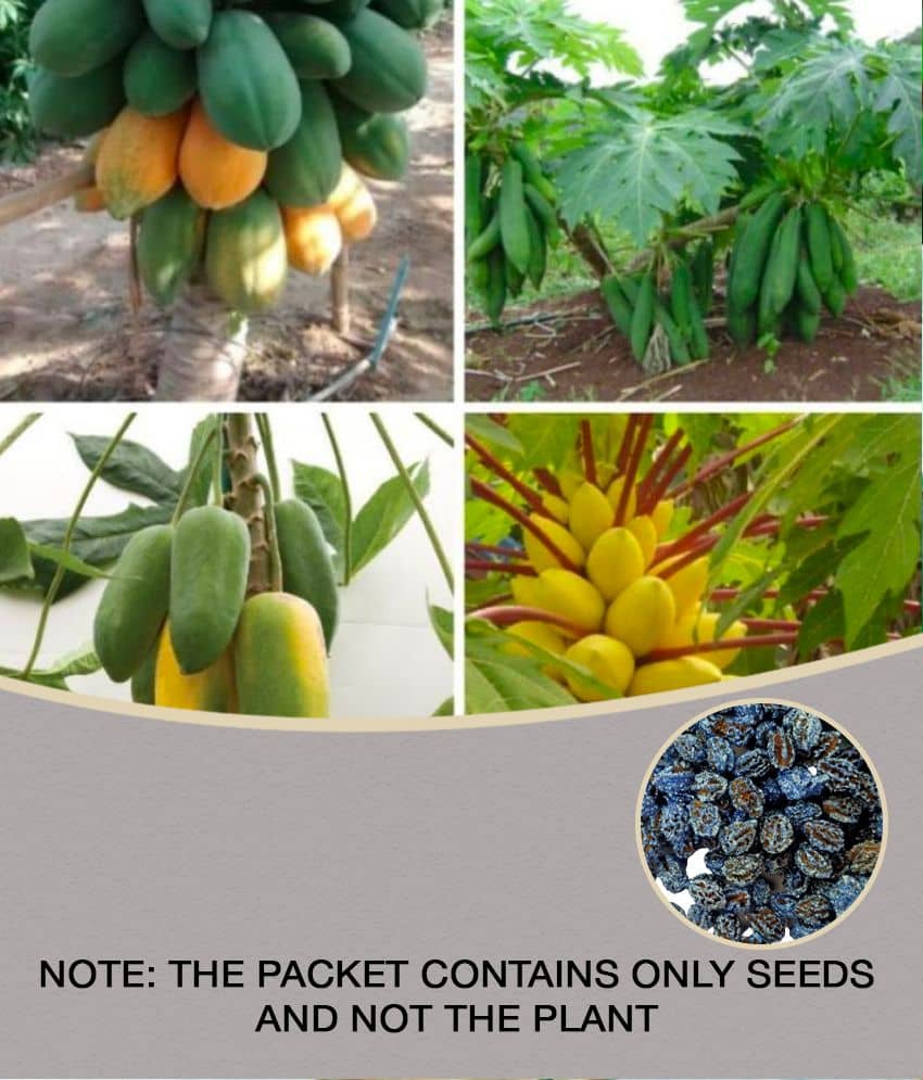 homeagro - Papaya Fruit ( 50 Seeds )