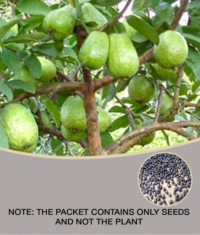 homeagro - Guava Fruit ( 100 Seeds )