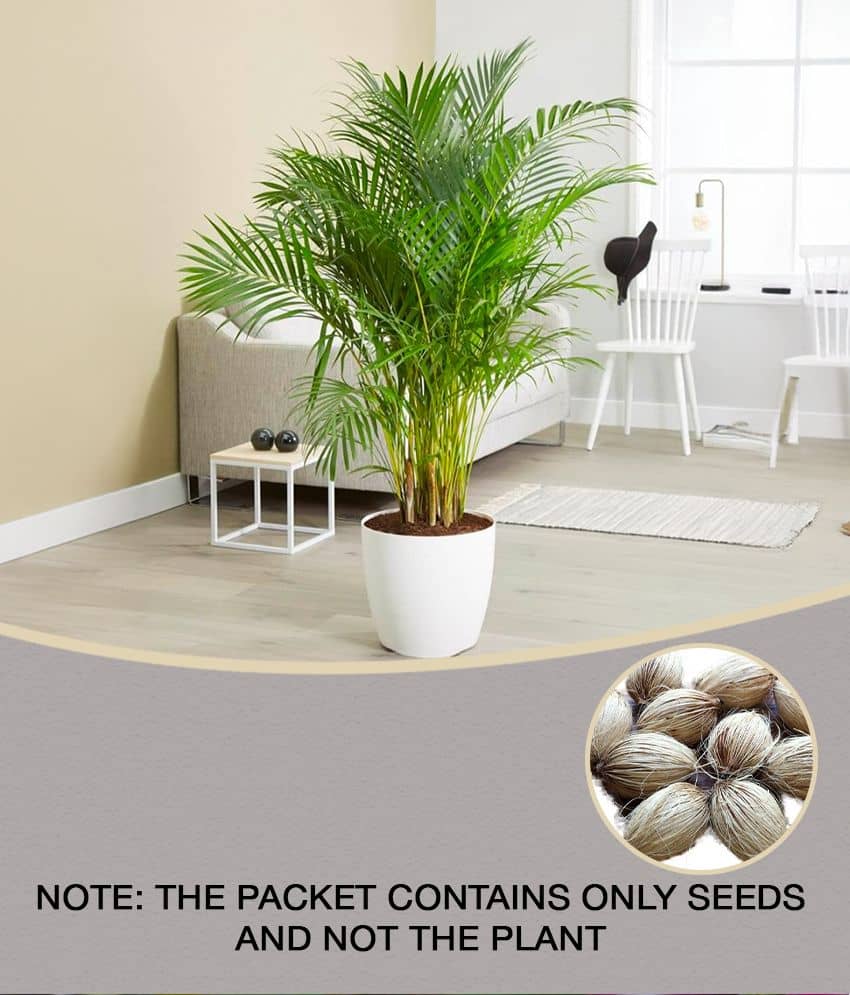 homeagro - Areca palm Plant ( 5 Seeds )