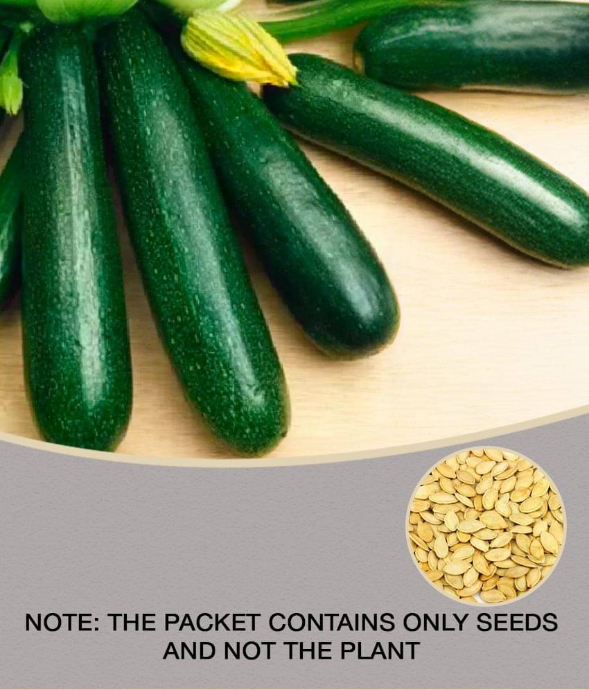 F1 HYBRID Long Squash PUMPKIN 10 Seeds WITH MANAUL F1 HYBRID Long Squash PUMPKIN 10 Seeds WITH MANAUL
