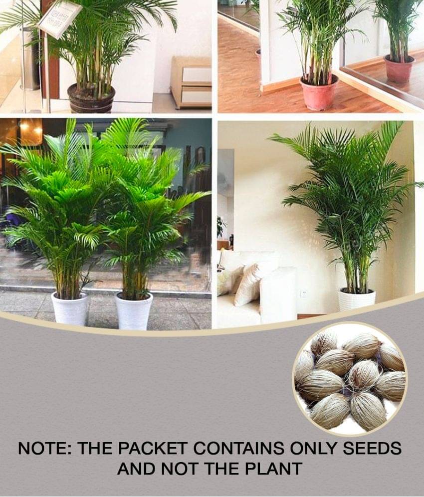 Areca Palm Bonsai Hybrid Tree Seeds - pack of 5 Seeds Areca Palm Bonsai Hybrid Tree Seeds - pack of 5 Seeds