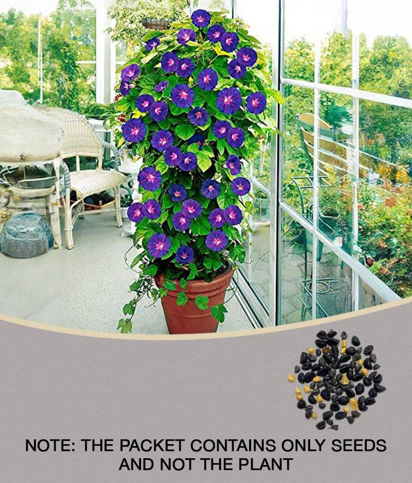     			CLASSIC GREEN EARTH Iphomia F1 mix flower seeds Pack of 20 with growing cocopeat