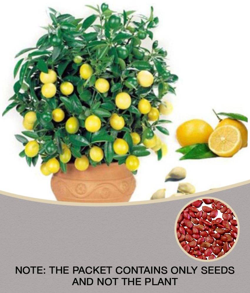     			Lemon Tree Seeds Fruit Seed Home Garden Indoor Outdoor Dwarf Plant 10 Seeds