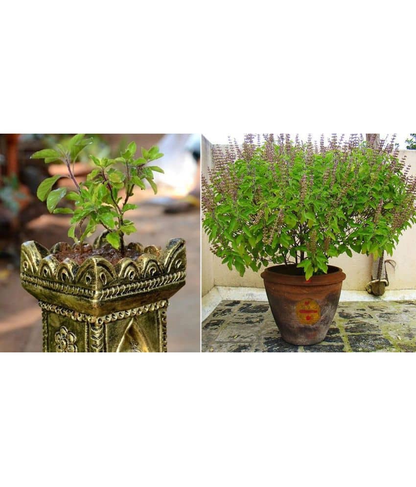 zello Tulsi Herb ( 100 Seeds )