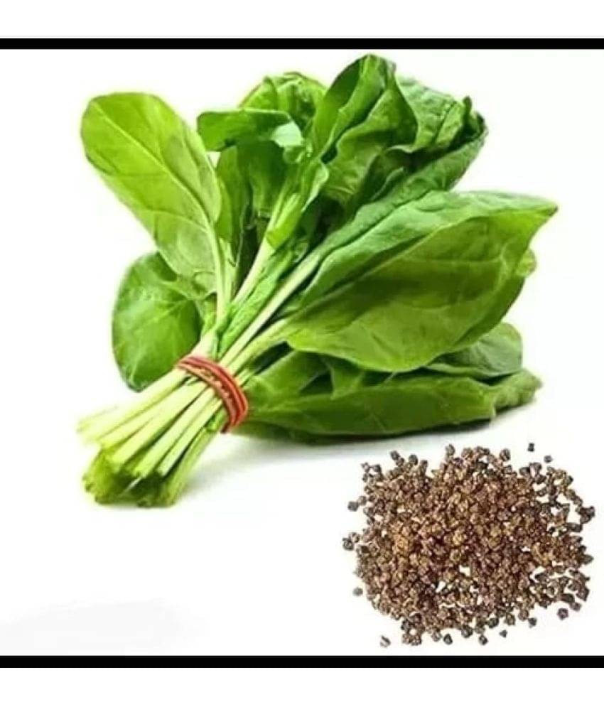     			Infintegreen Spinach Vegetable ( 100 Seeds )