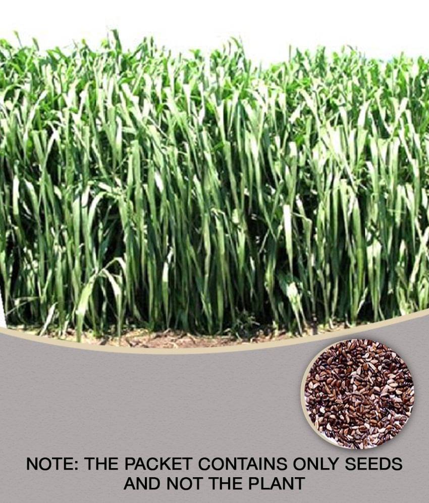     			SUPER NAPIER GRASS ( PACK OF 500 SEEDS) WITH MANUAL