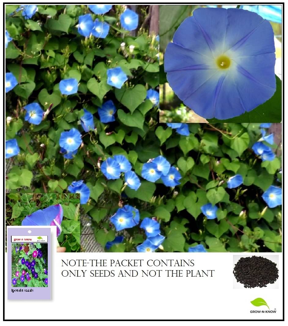     			GROW-N-KNOW Ipomoea Flower ( 25 Seeds )