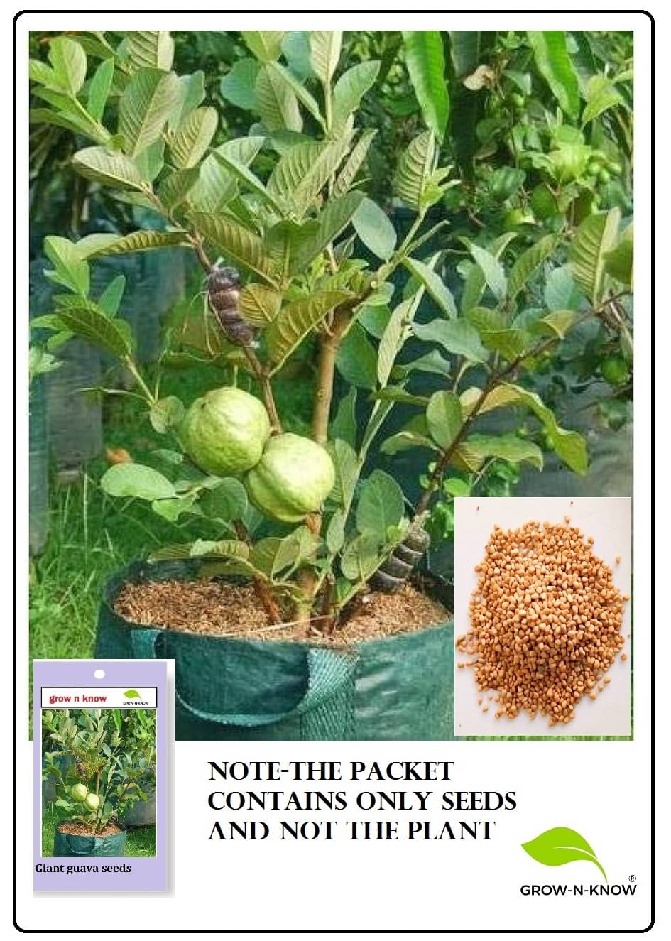     			grow n know Guava Fruit ( 200 Seeds )