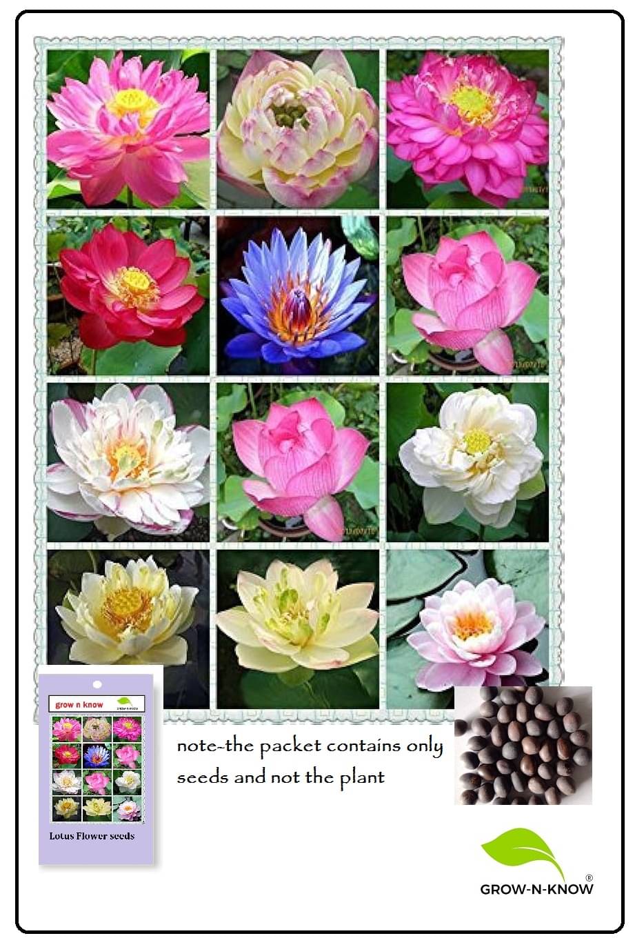     			grow n know Lotus Flower ( 25 Seeds )