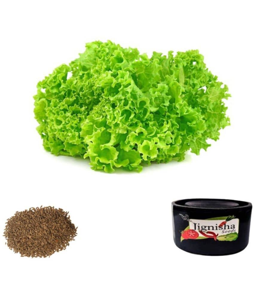 Jignisha Seeds Lettuce Vegetable ( 100 Seeds )