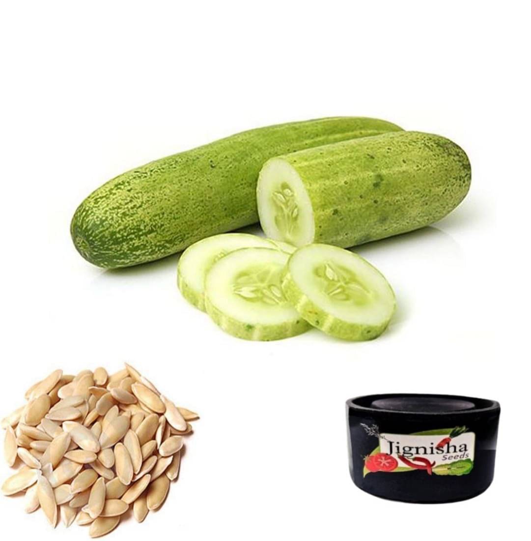     			JignishaSeeds Cucumber Fruit ( 50 Seeds )