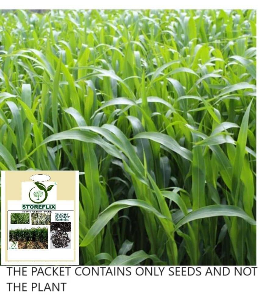     			STOREFLIX Naiper Grass ( 5000 Seeds )
