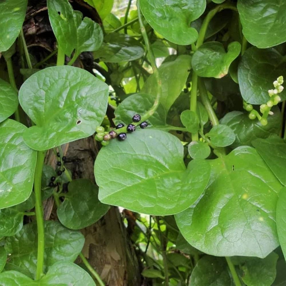 Infintegreen Chaulai (Saag) Vegetable ( 200 Seeds )