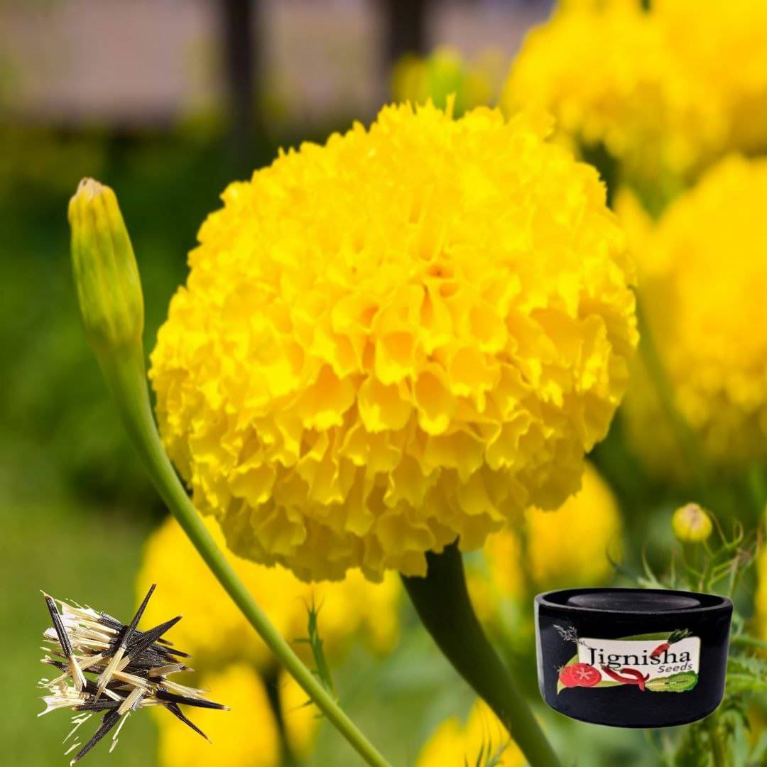     			Marigold (Genda Phool) Yellow Color Flower Seeds Pack Of 50 | Indoor And Outdoor | for Planting in Home Kitchen Terrace Balcony Gardening