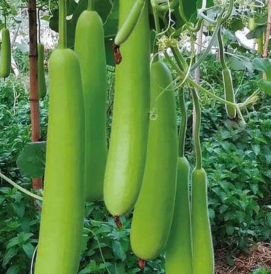     			Jignisha Seeds Bottle Gourd Vegetable ( 15 Seeds )
