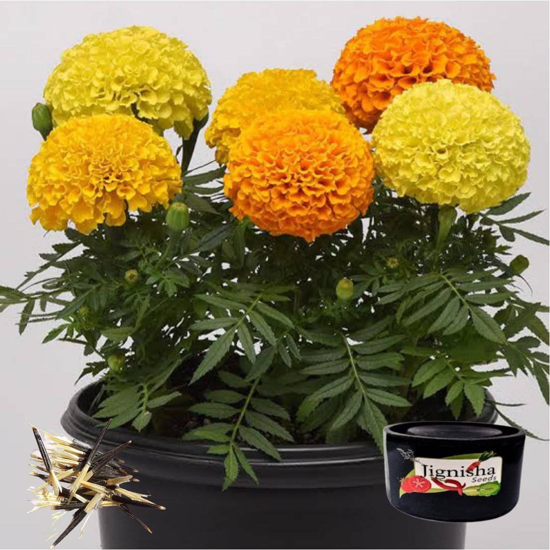 Jignisha Seeds Dhan Basanti Marigold Flower ( 50 Seeds )