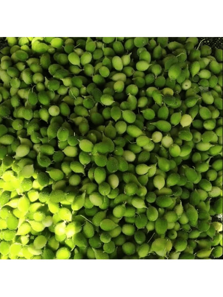 Green Spiny Gourd/Momordica Dioica (Desi Kantola, Kakrol ke beej) Vegetable Seeds | Organic | for Planting in Home Kitchen Terrace Balcony Gardening | Pack Of 20 Green Spiny Gourd/Momordica Dioica (Desi Kantola, Kakrol ke beej) Vegetable Seeds | Organic | for Planting in Home Kitchen Terrace Balcony Gardening | Pack Of 20