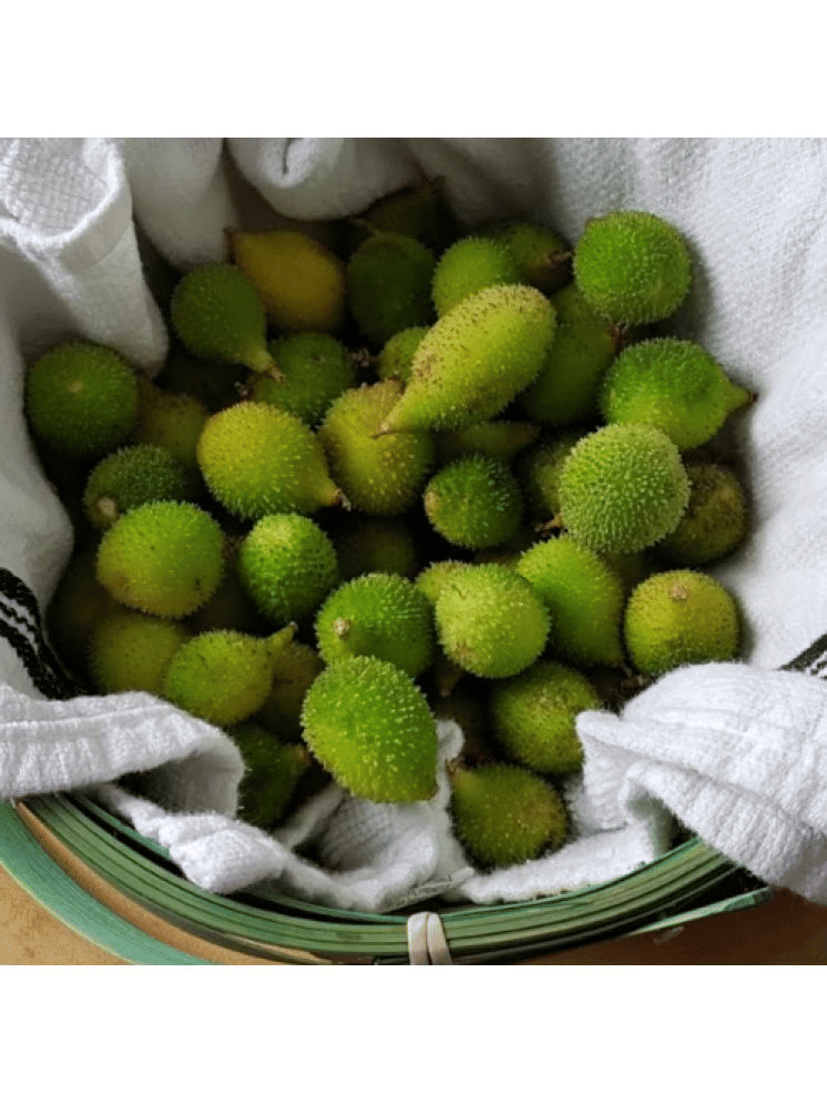 Jignisha Seeds Kantola Vegetable ( 20 Seeds ) Jignisha Seeds Kantola Vegetable ( 20 Seeds )