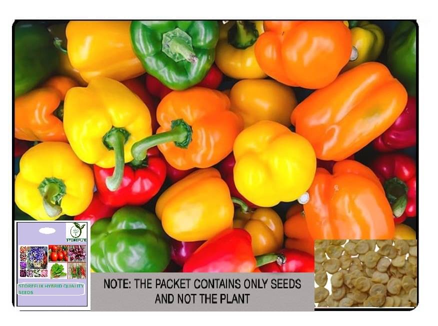     			STOREFLIX Mixed Capsicum Vegetable ( 60 Seeds )