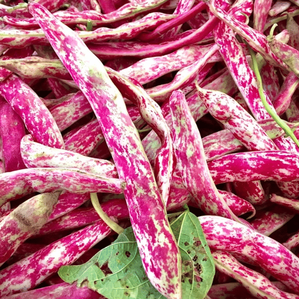 Red Cranberry Beans (Thull Rajma ke beej) Vegetable Seeds Pack Of 15 | Organic | for Planting in Home Kitchen Terrace Balcony Gardening