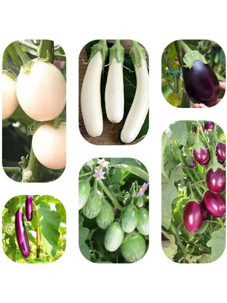Jignisha Seeds Brinjal Vegetable ( 50 Seeds )