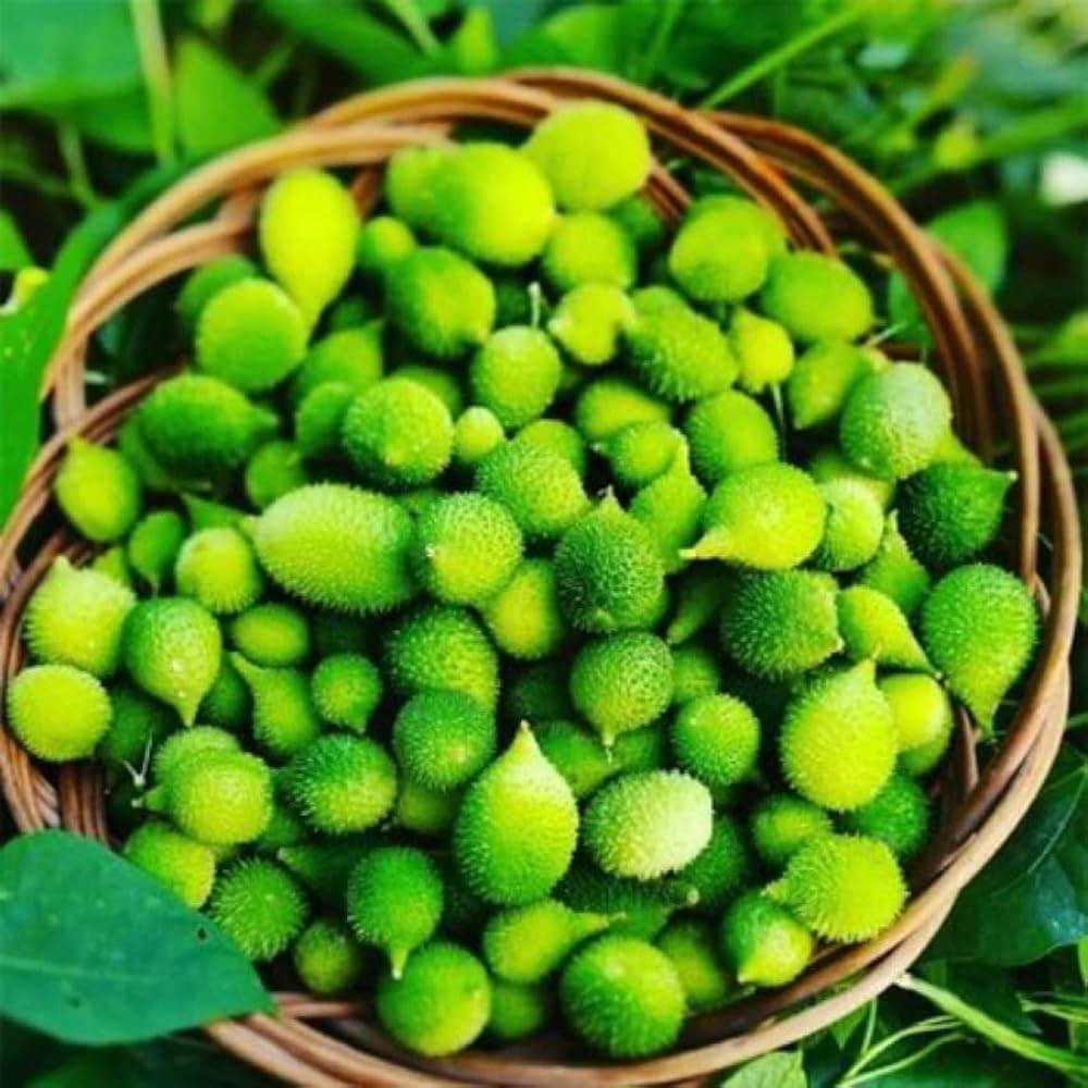     			Kantola seed - ( 20 seed ) spiny gourd - Momordica dioica - teasle gourd Seed