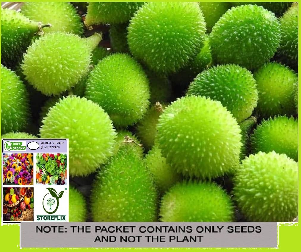 moringa oleifera seeds for planting Moringa Oleifera Seeds – Tropical Superfood Tree – Jerra's Garden
