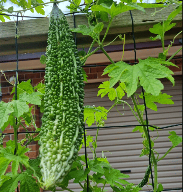 High Yield Bitter Gourd Pali F1 Hybrid Green Long for Terrace Balcony Kitchen Poly House Gardening ( 15 Seeds ) High Yield Bitter Gourd Pali F1 Hybrid Green Long for Terrace Balcony Kitchen Poly House Gardening ( 15 Seeds )