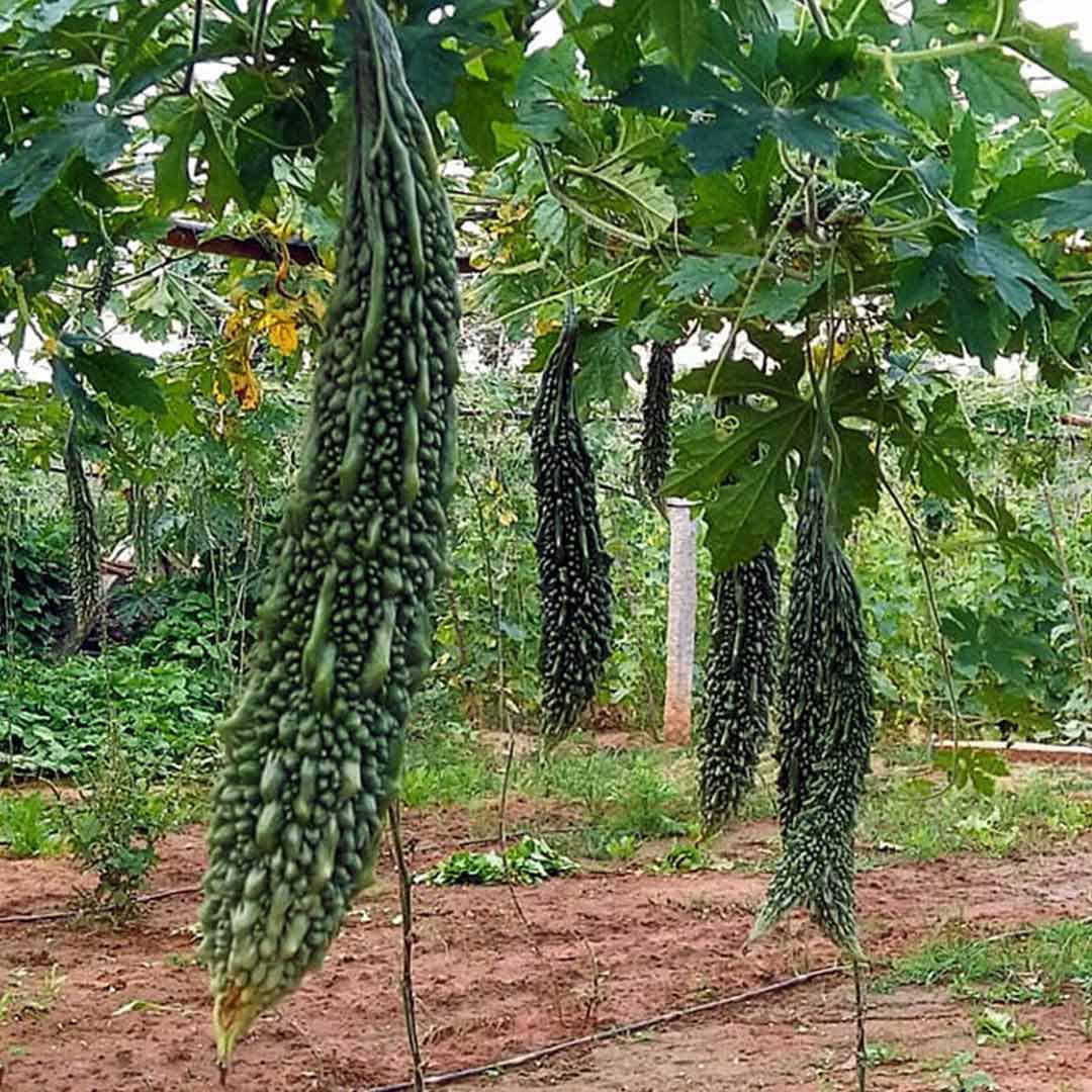 Green Bitter Gourd (Karela ke beej) Vegetable Seeds Pack Of 15 | Organic | for Planting in Home Kitchen Terrace Balcony Gardening