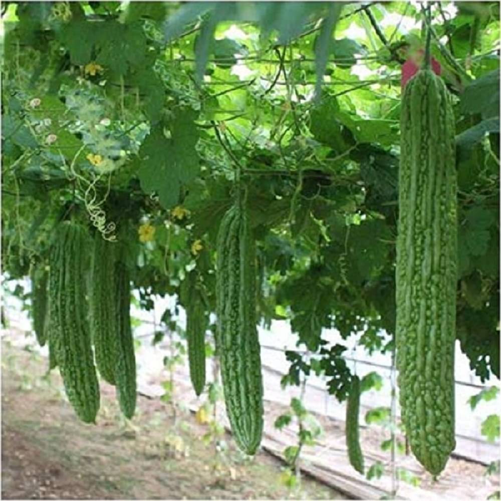 Jignisha Seeds Bitter Gourd Vegetable ( 15 Seeds ) Jignisha Seeds Bitter Gourd Vegetable ( 15 Seeds )