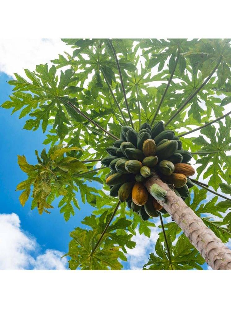 Jignisha Seeds Papaya Fruit ( 50 Seeds ) Jignisha Seeds Papaya Fruit ( 50 Seeds )