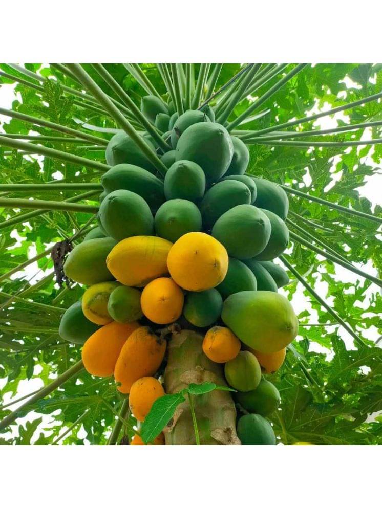 Dwarf Papaya F1 Hybrid Fruit Seeds 50 Seeds Dwarf Papaya F1 Hybrid Fruit Seeds 50 Seeds