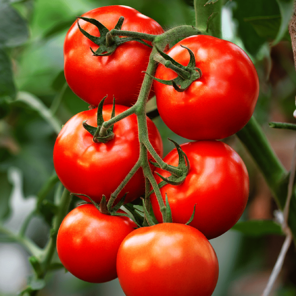 TOMATO (TAMATAR) F1-HYBRID SEEDS ROUND SHAPED | Perfect for Home Gardening, Open Farming and Poly House Farming
