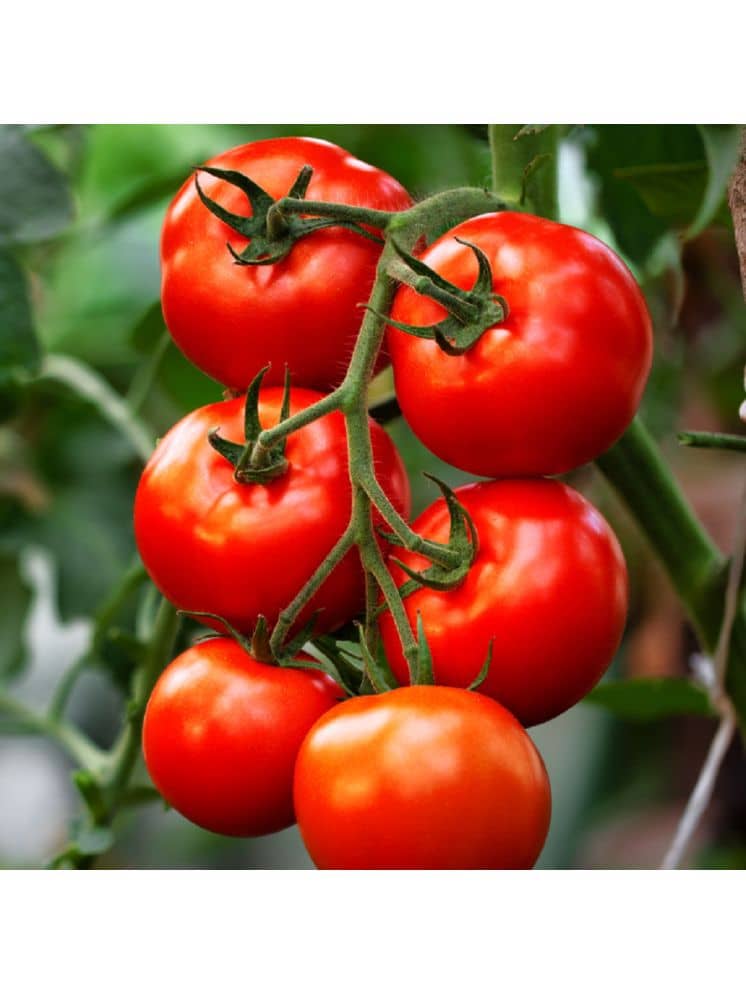 Tomato Vegetable Seeds ( 50 Seeds )