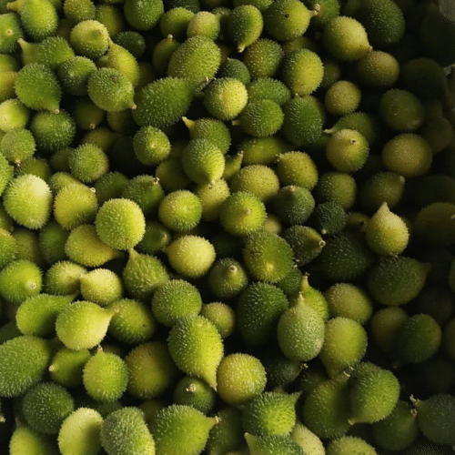 Jignisha Seeds Bitter Gourd Vegetable ( 20 Seeds ) Jignisha Seeds Bitter Gourd Vegetable ( 20 Seeds )
