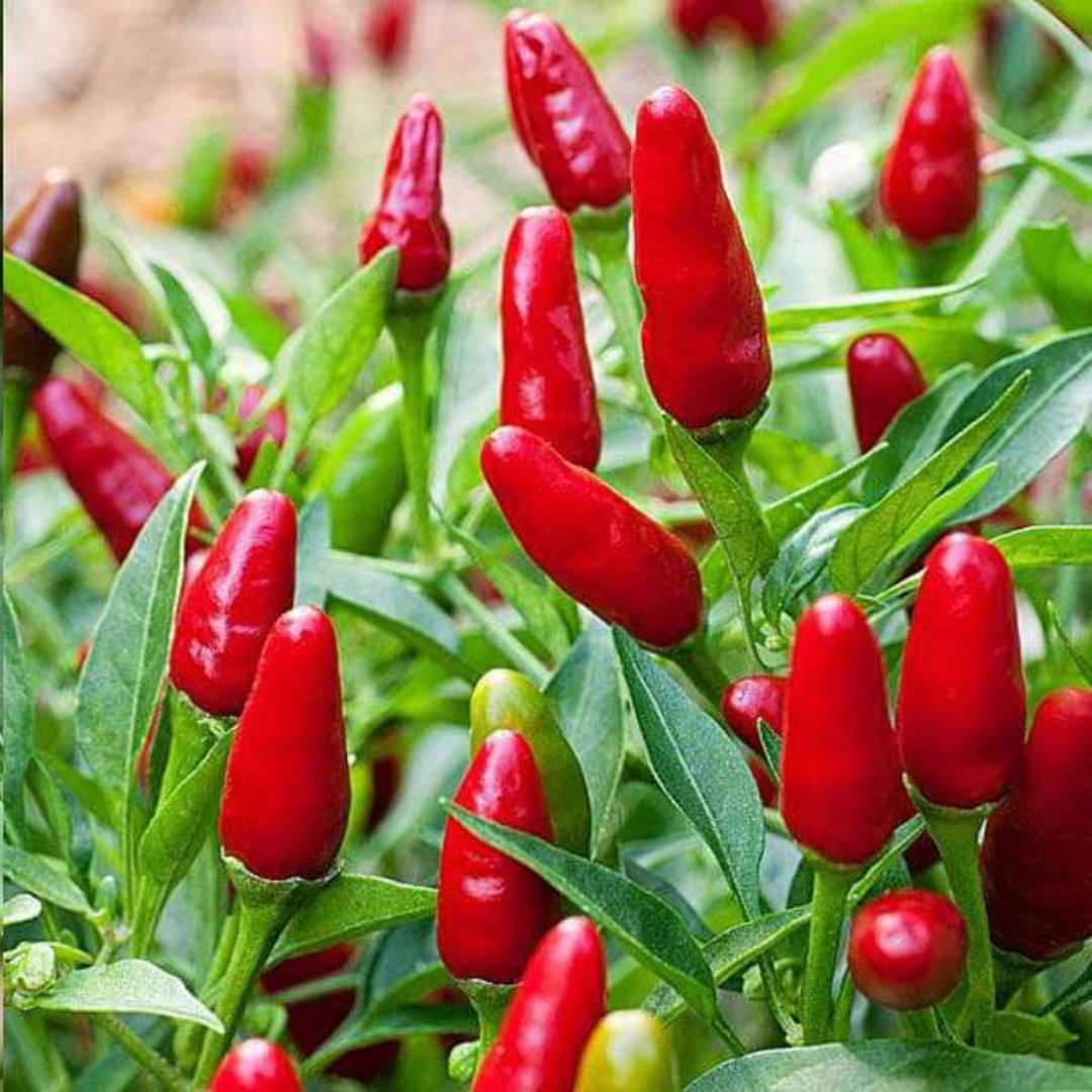 Jignisha Seeds Chilli Pepper Vegetable ( 50 Seeds )     			Jignisha Seeds Chilli Pepper Vegetable ( 50 Seeds )