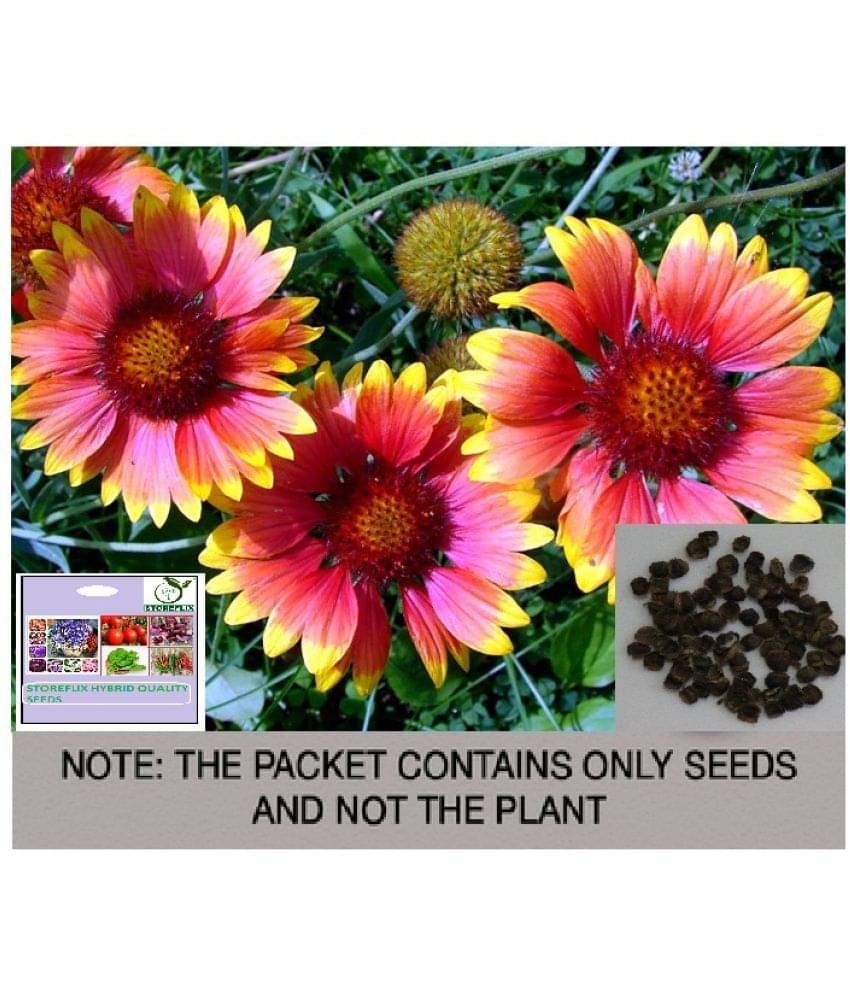     			STOREFLIX Gaillardia Mixed Flower ( 25 Seeds )