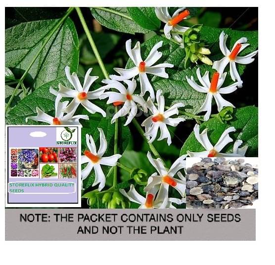     			STOREFLIX Harsingar Flower ( 25 Seeds )