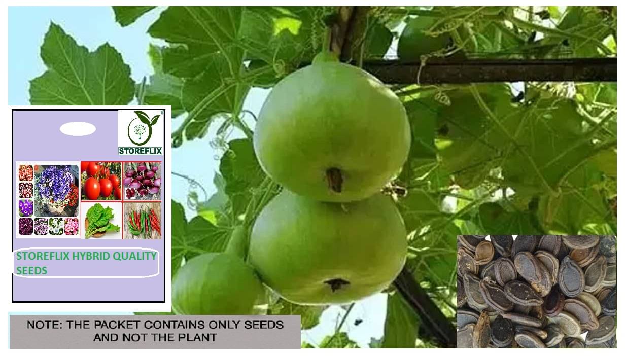     			STOREFLIX Tinda Vegetable ( 10 Seeds )
