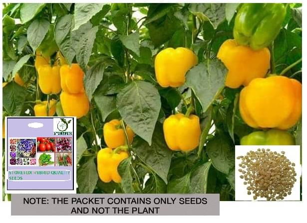    			STOREFLIX Yellow Capsicum Vegetable ( 50 Seeds )