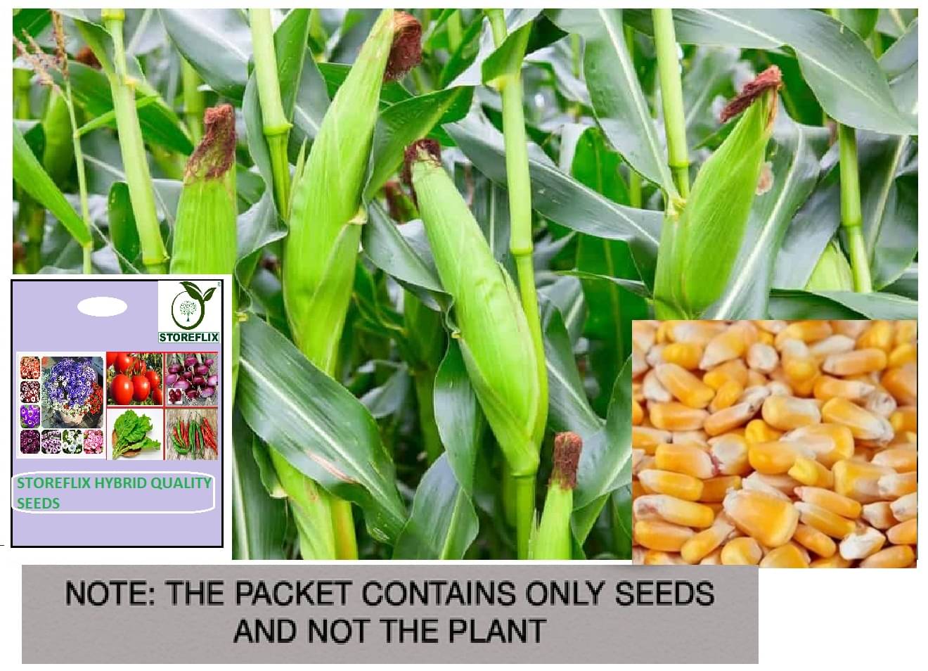     			STOREFLIX Corn Vegetable ( 100 Seeds )
