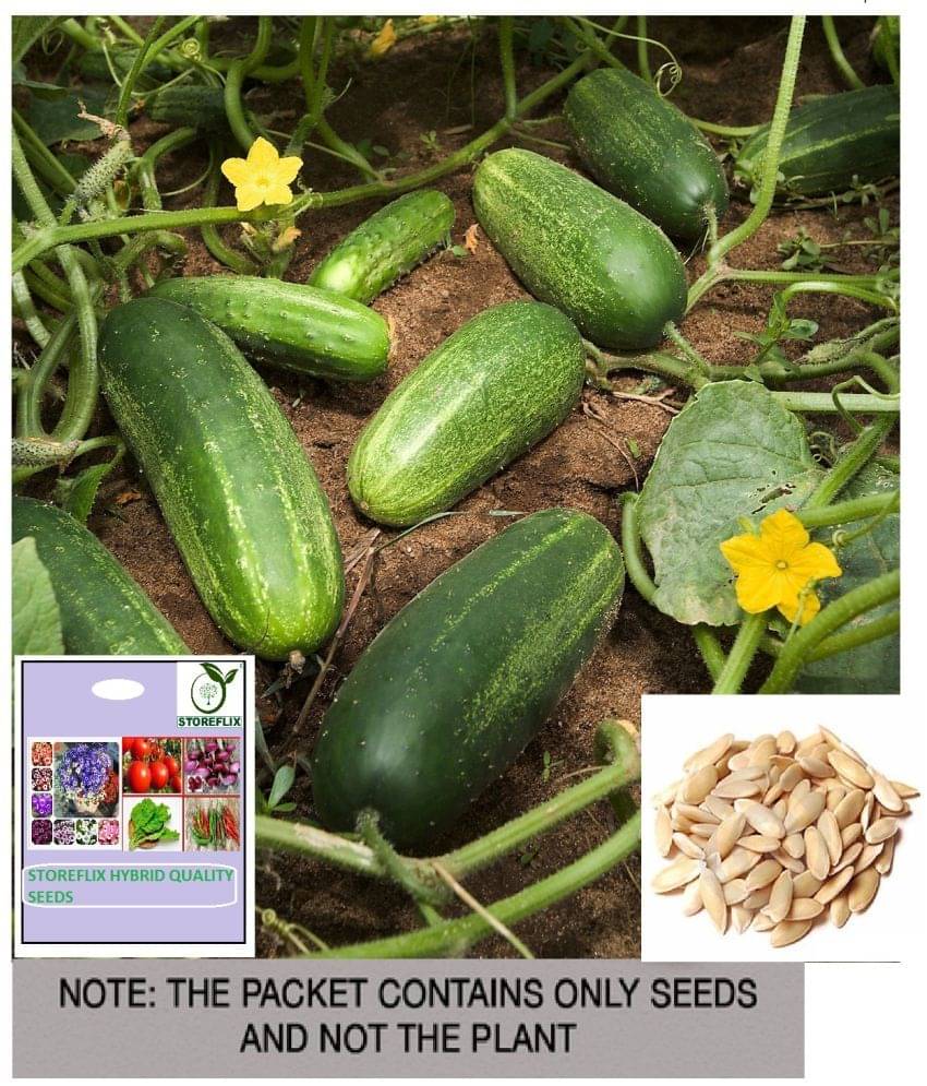     			STOREFLIX Cucumber Vegetable ( 30 Seeds )