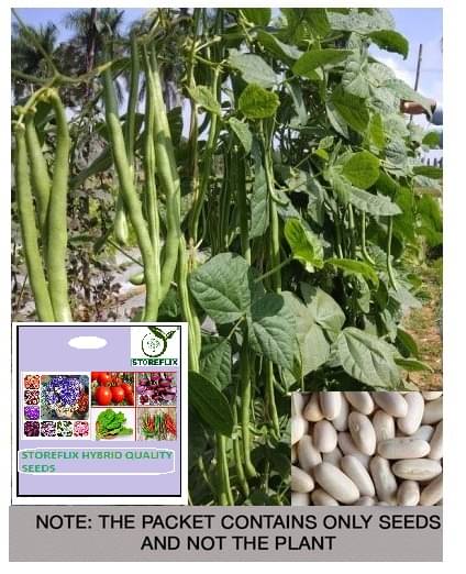     			STOREFLIX French Beans Vegetable ( 20 Seeds )