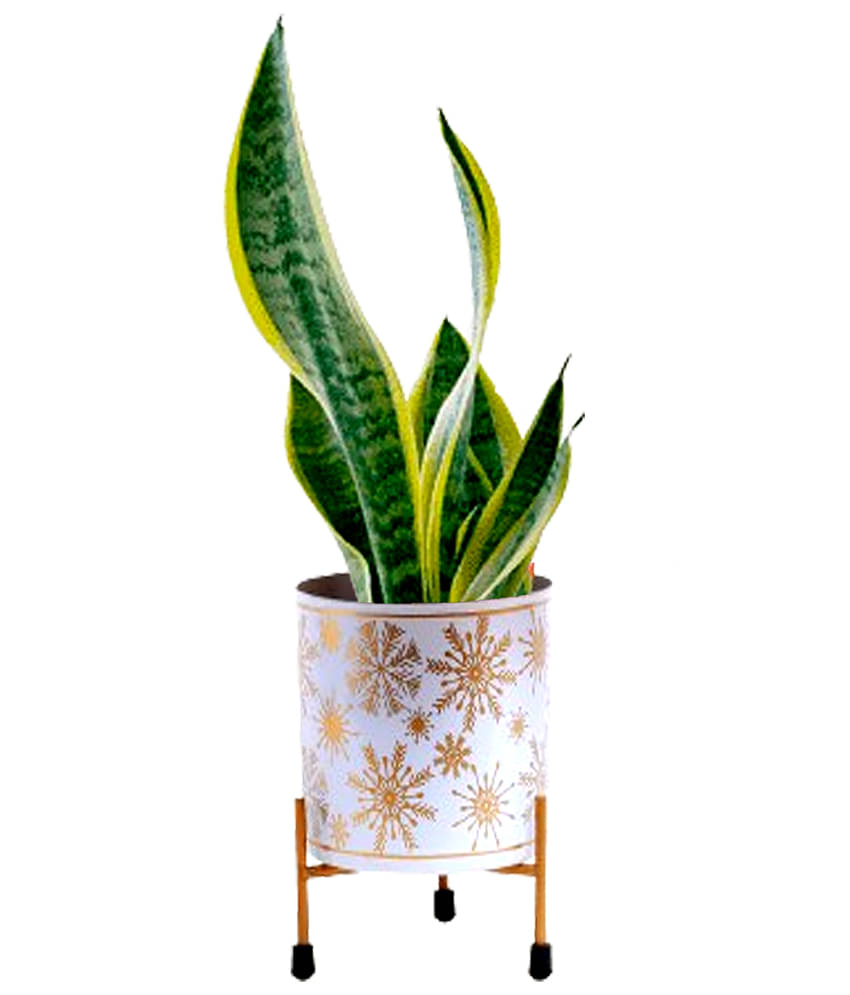     			HOMSSY White Flower Pot ( Pack of 1 )