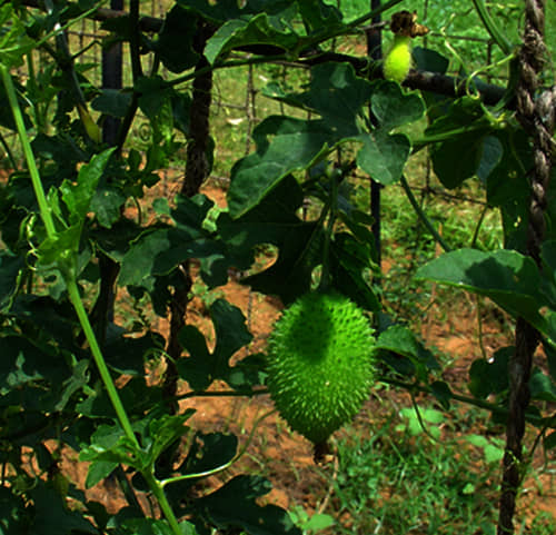 Jignisha Seeds Kantola Vegetable ( 20 Seeds )